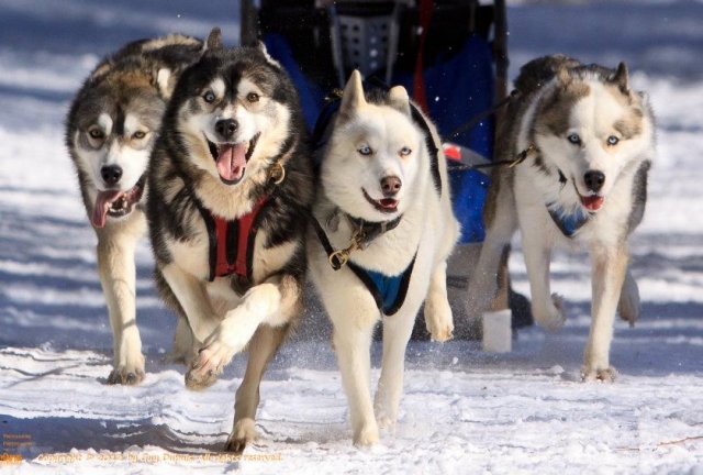 Mystic Wolf Shelter